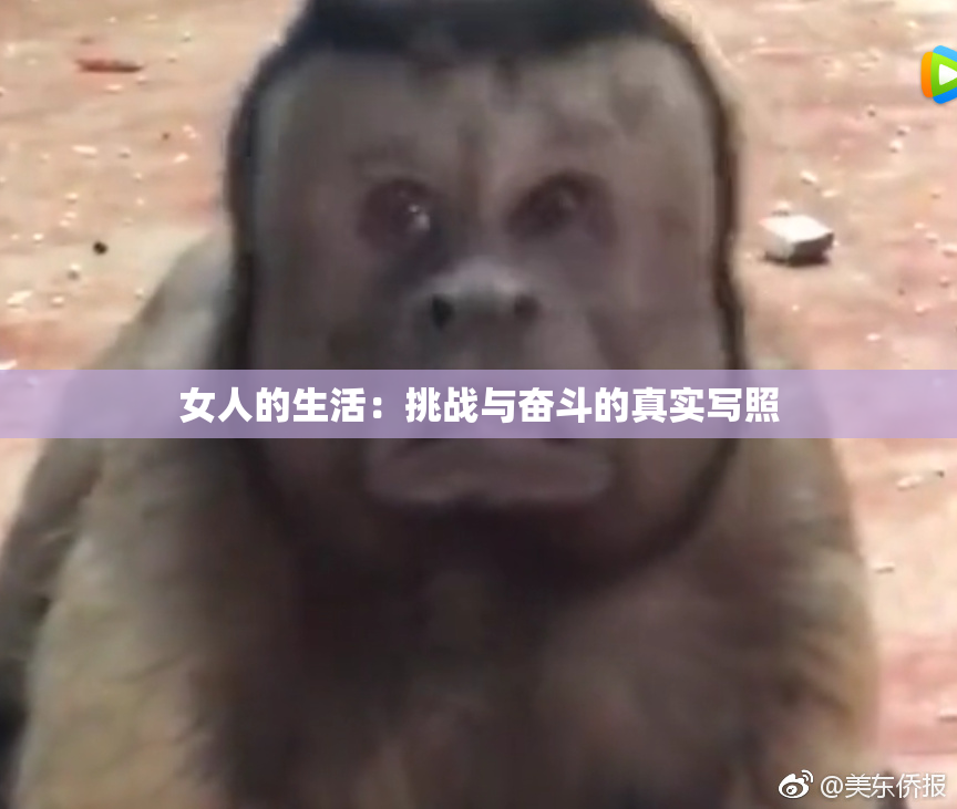 女人的生活：挑战与奋斗的真实写照