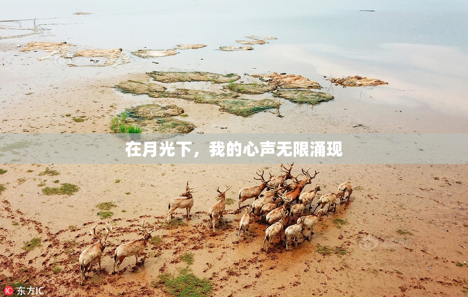 在月光下，我的心声无限涌现