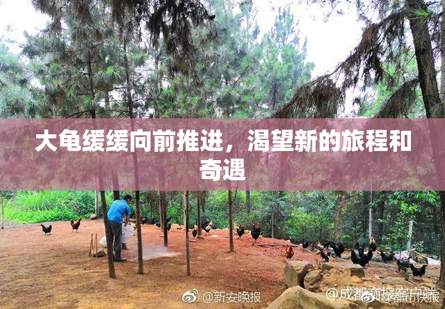 大龟缓缓向前推进，渴望新的旅程和奇遇