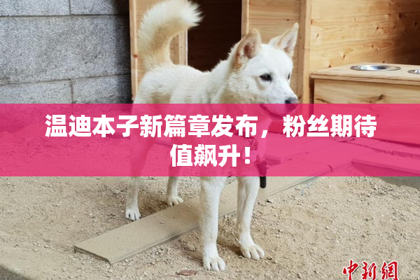 温迪本子新篇章发布，粉丝期待值飙升！