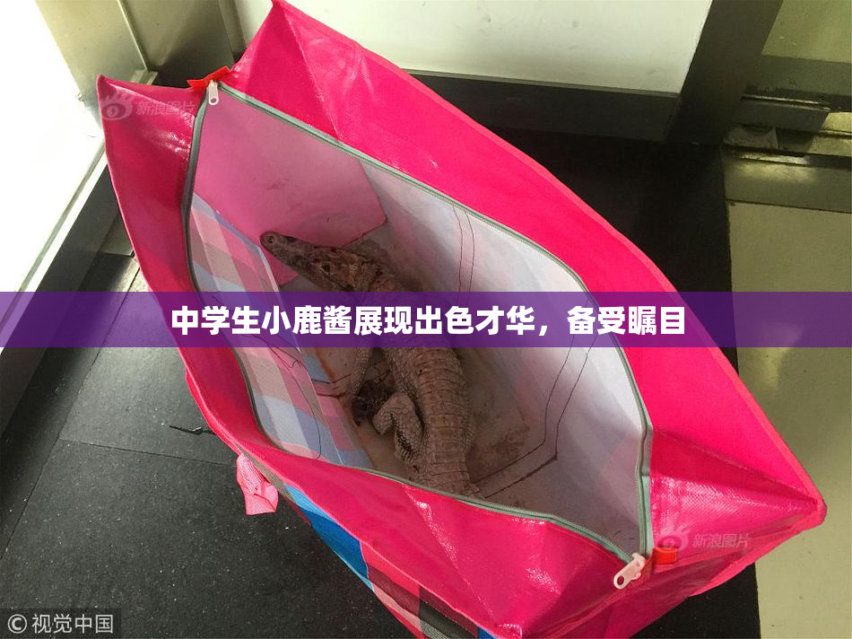 中学生小鹿酱展现出色才华，备受瞩目