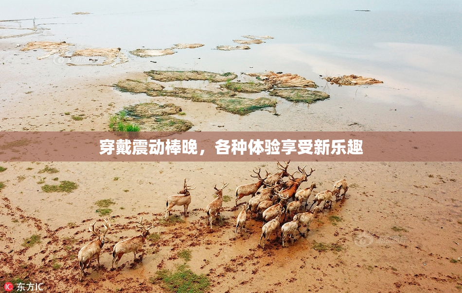 穿戴震动棒晚，各种体验享受新乐趣