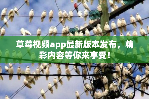 草莓视频app最新版本发布，精彩内容等你来享受！