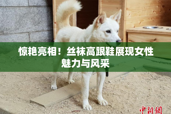 惊艳亮相！丝袜高跟鞋展现女性魅力与风采