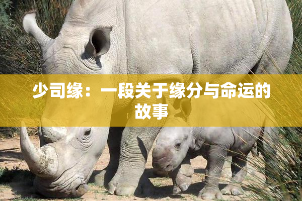 少司缘：一段关于缘分与命运的故事