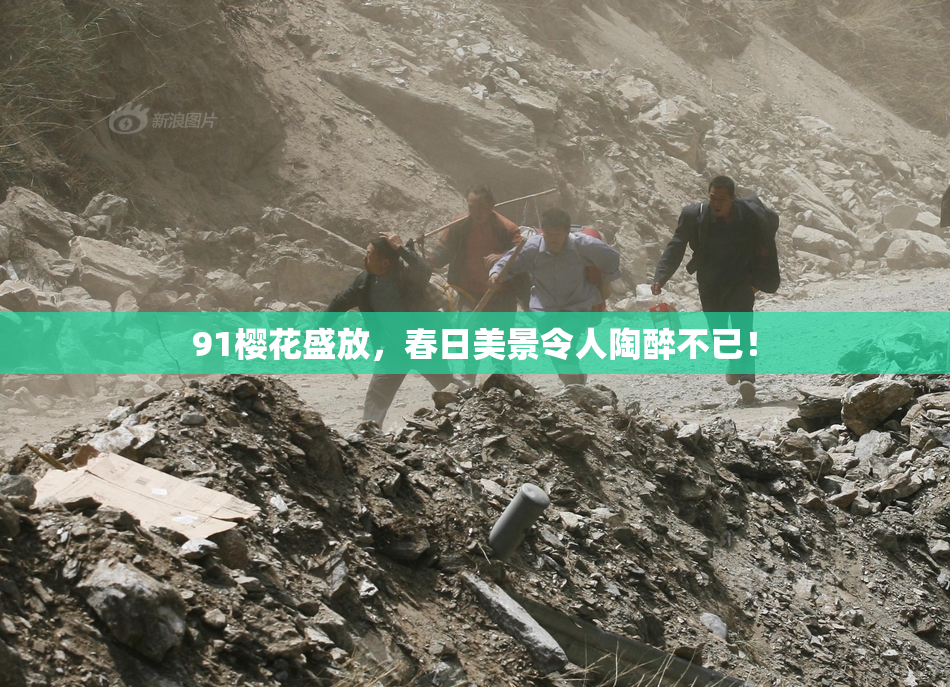 91樱花盛放，春日美景令人陶醉不已！