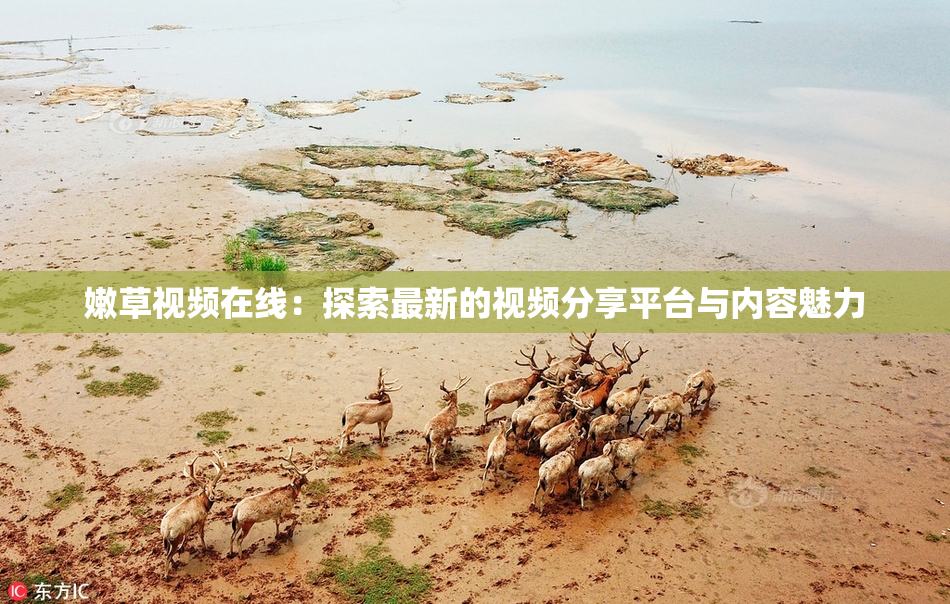 嫩草视频在线：探索最新的视频分享平台与内容魅力