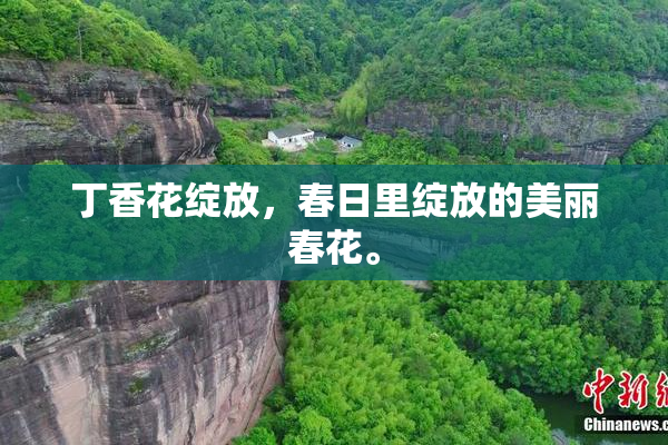 丁香花绽放，春日里绽放的美丽春花。