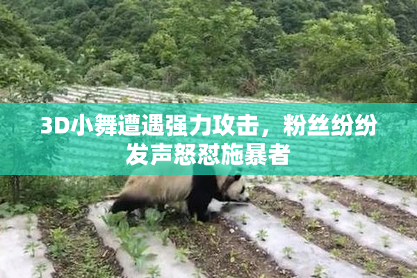 3D小舞遭遇强力攻击，粉丝纷纷发声怒怼施暴者