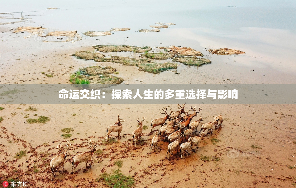 命运交织：探索人生的多重选择与影响