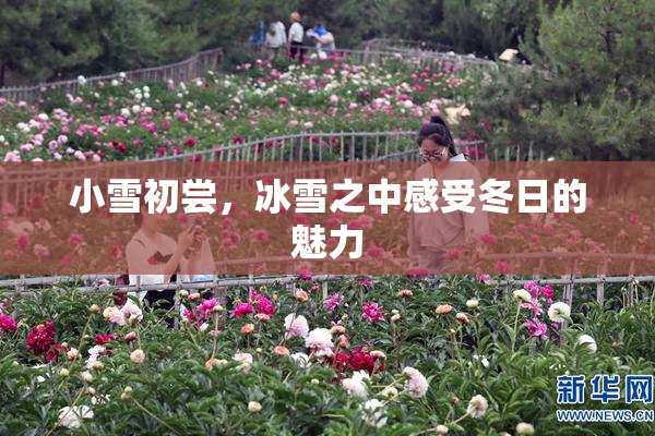 小雪初尝，冰雪之中感受冬日的魅力