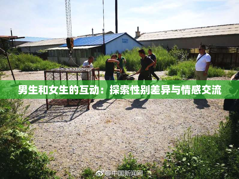 男生和女生的互动：探索性别差异与情感交流