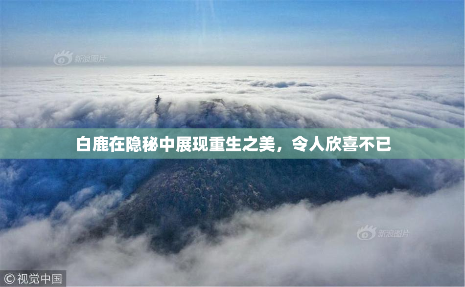 白鹿在隐秘中展现重生之美，令人欣喜不已