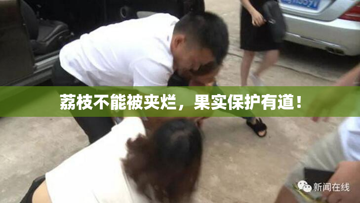荔枝不能被夹烂，果实保护有道！