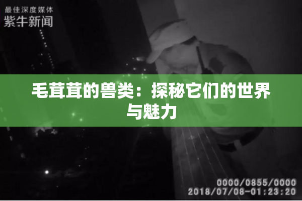 毛茸茸的兽类：探秘它们的世界与魅力