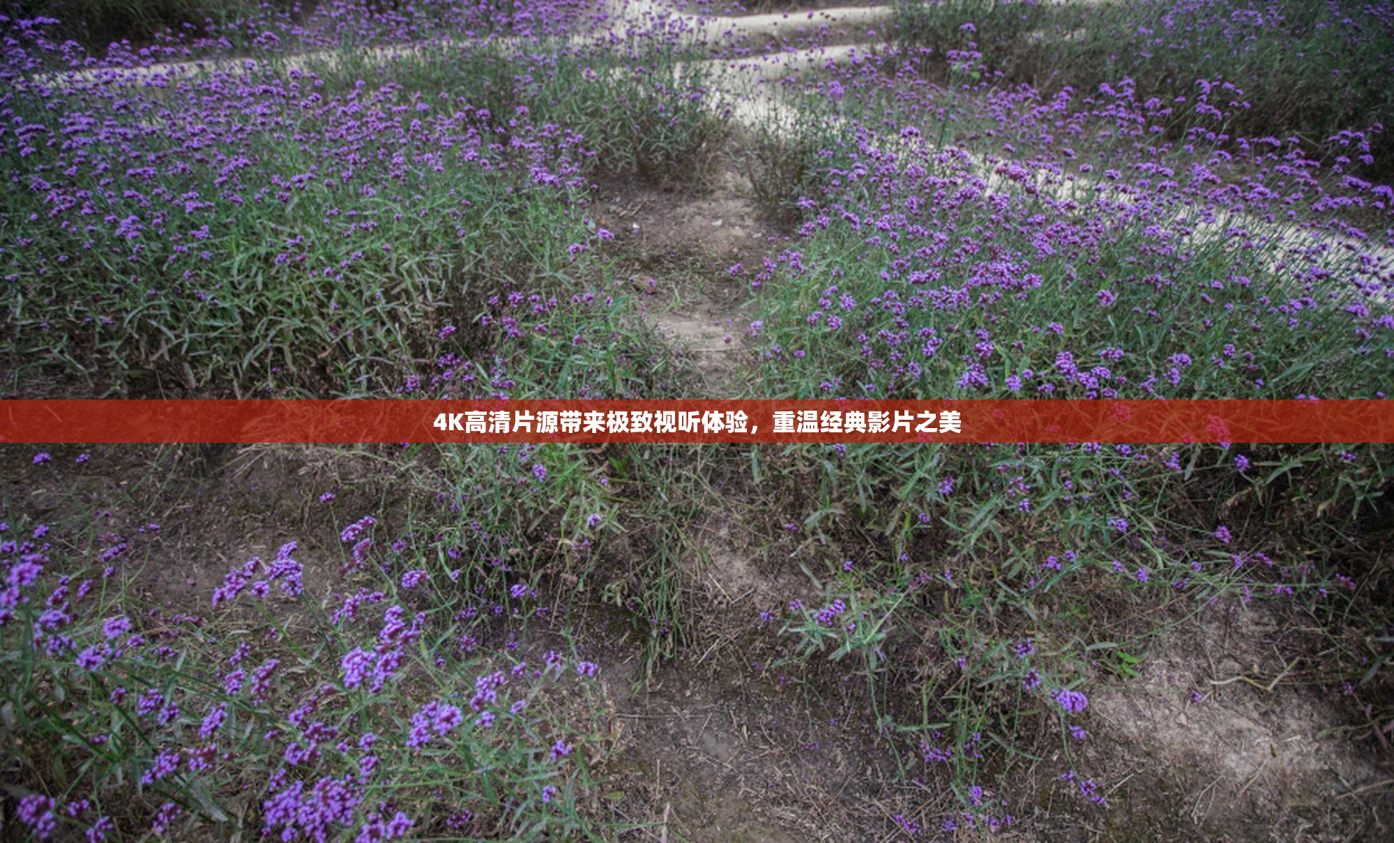 4K高清片源带来极致视听体验，重温经典影片之美