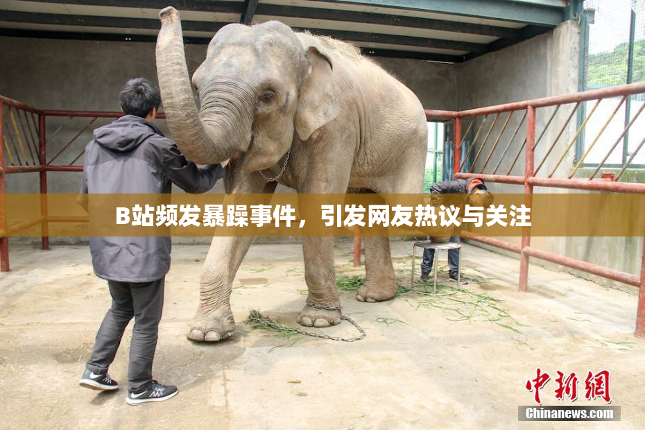 B站频发暴躁事件，引发网友热议与关注