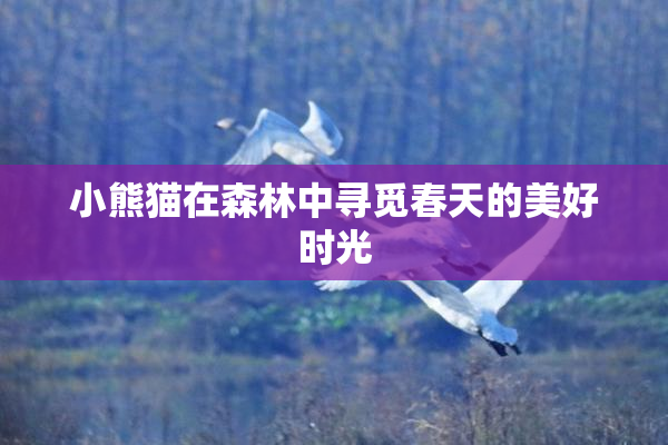 小熊猫在森林中寻觅春天的美好时光