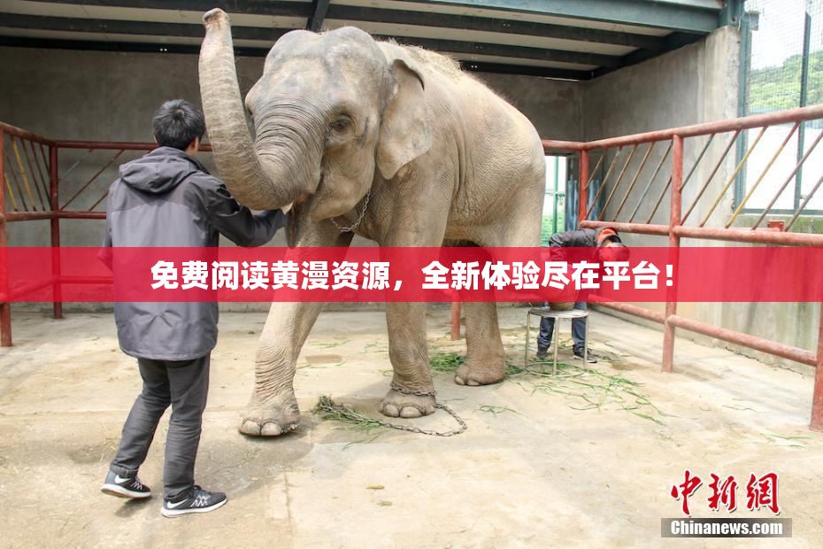 免费阅读黄漫资源，全新体验尽在平台！