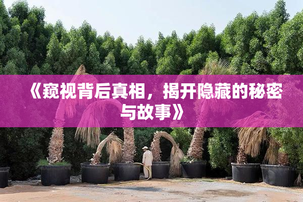 《窥视背后真相，揭开隐藏的秘密与故事》