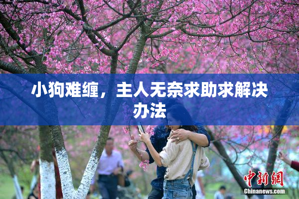 小狗难缠，主人无奈求助求解决办法