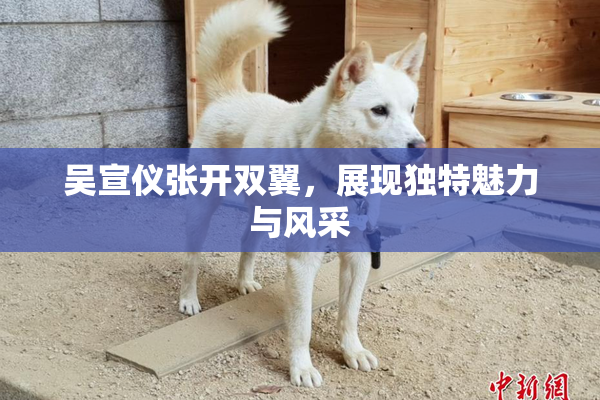 吴宣仪张开双翼，展现独特魅力与风采
