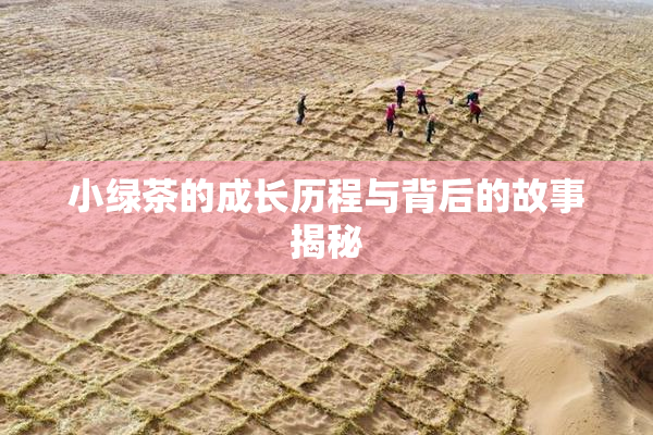 小绿茶的成长历程与背后的故事揭秘