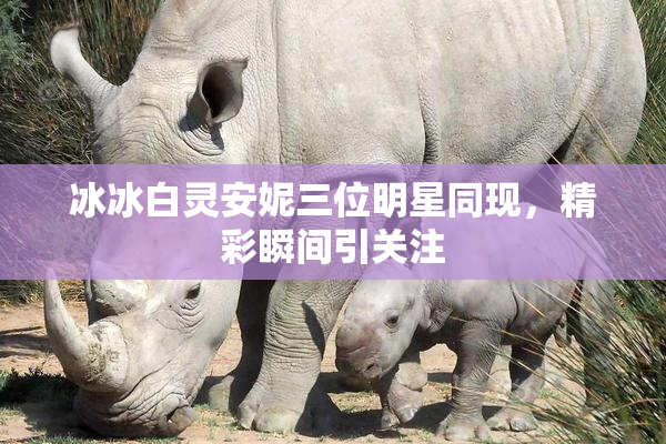 冰冰白灵安妮三位明星同现，精彩瞬间引关注