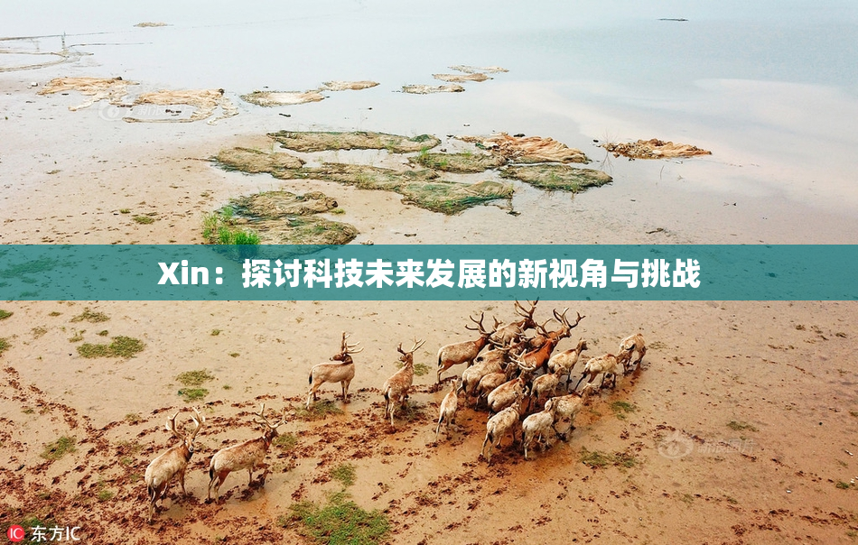Xin：探讨科技未来发展的新视角与挑战