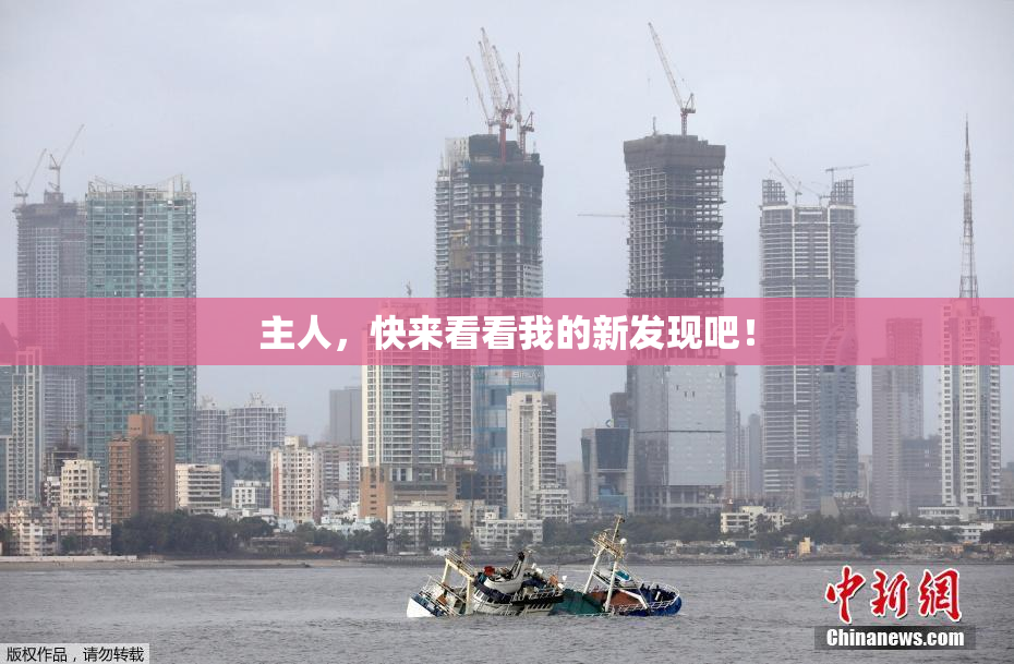 主人，快来看看我的新发现吧！