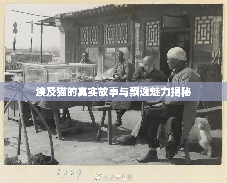 埃及猫的真实故事与飘逸魅力揭秘
