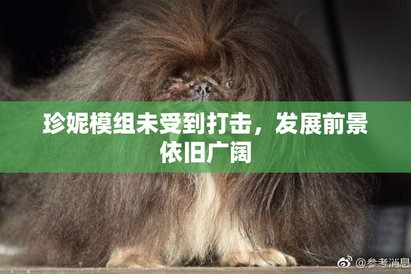 珍妮模组未受到打击，发展前景依旧广阔
