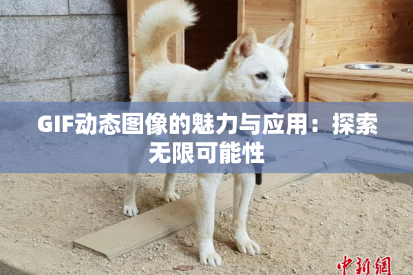 GIF动态图像的魅力与应用：探索无限可能性