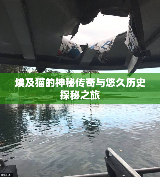 埃及猫的神秘传奇与悠久历史探秘之旅