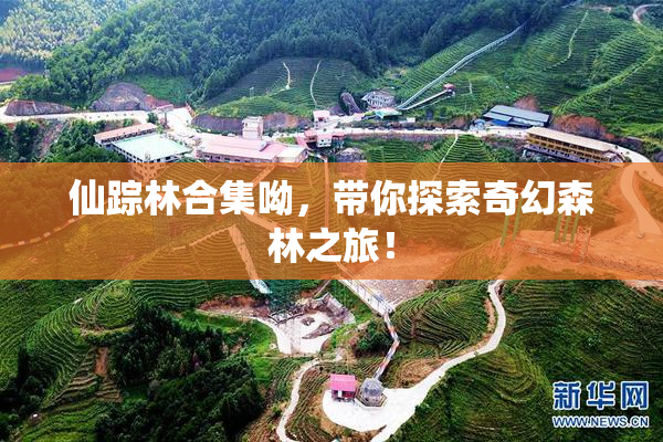 仙踪林合集呦，带你探索奇幻森林之旅！