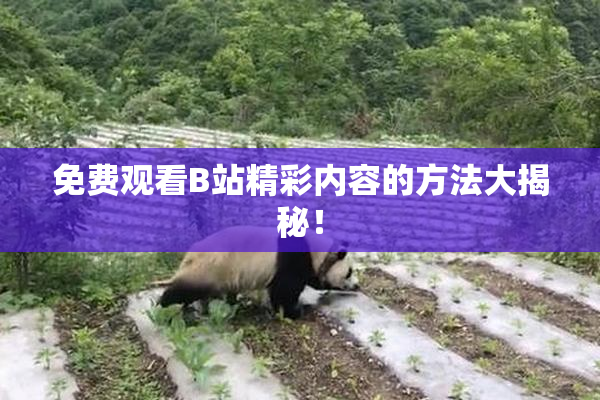 免费观看B站精彩内容的方法大揭秘！