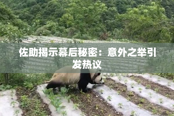 佐助揭示幕后秘密：意外之举引发热议