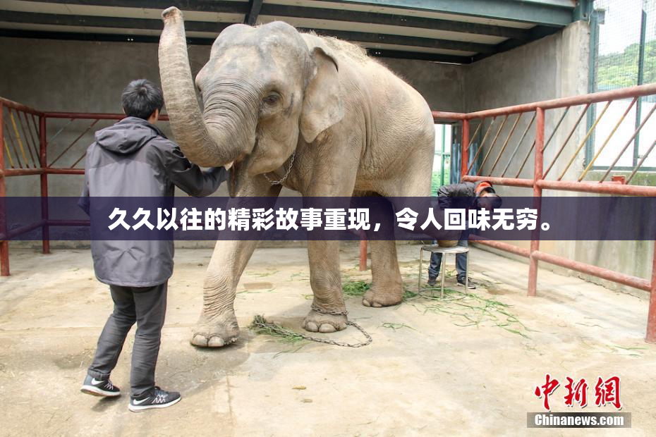 久久以往的精彩故事重现，令人回味无穷。