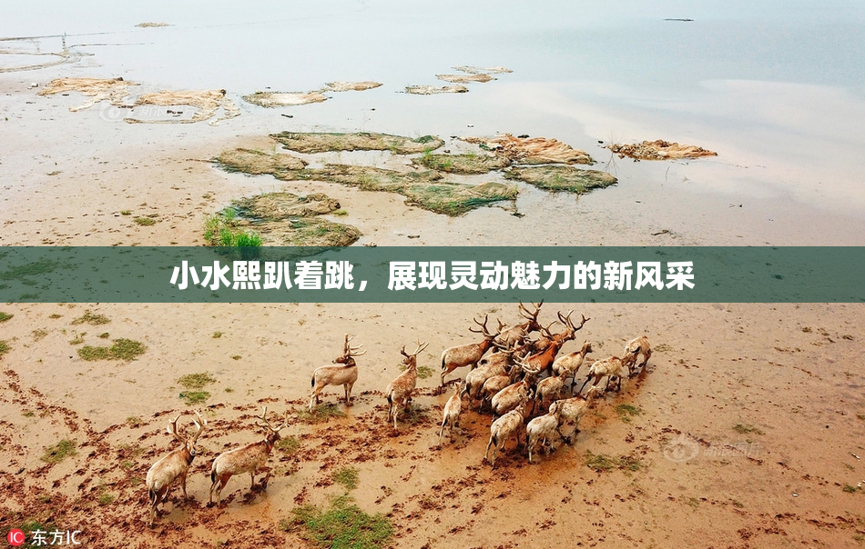 小水熙趴着跳，展现灵动魅力的新风采