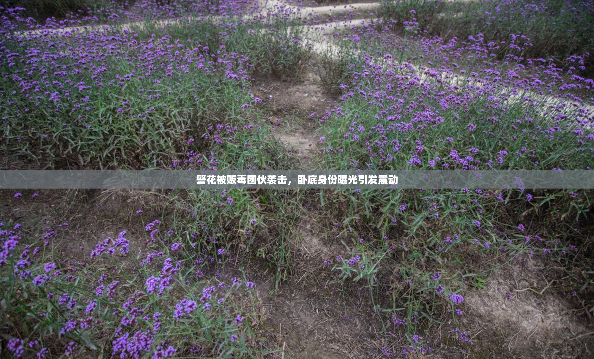 警花被贩毒团伙袭击，卧底身份曝光引发震动