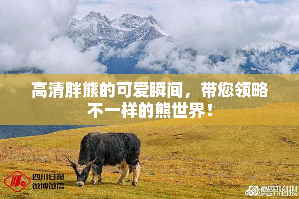高清胖熊的可爱瞬间，带您领略不一样的熊世界！