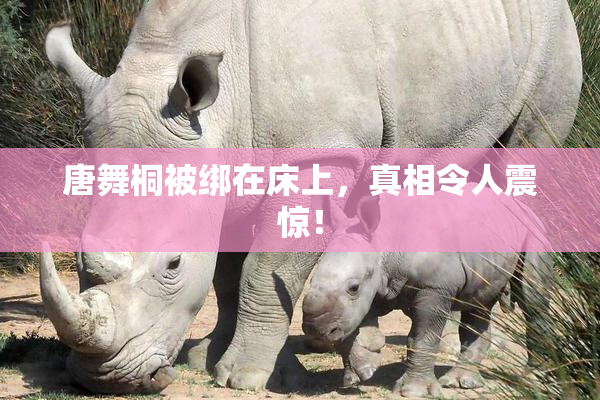 唐舞桐被绑在床上，真相令人震惊！