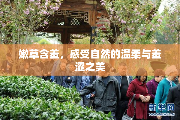 嫩草含羞，感受自然的温柔与羞涩之美