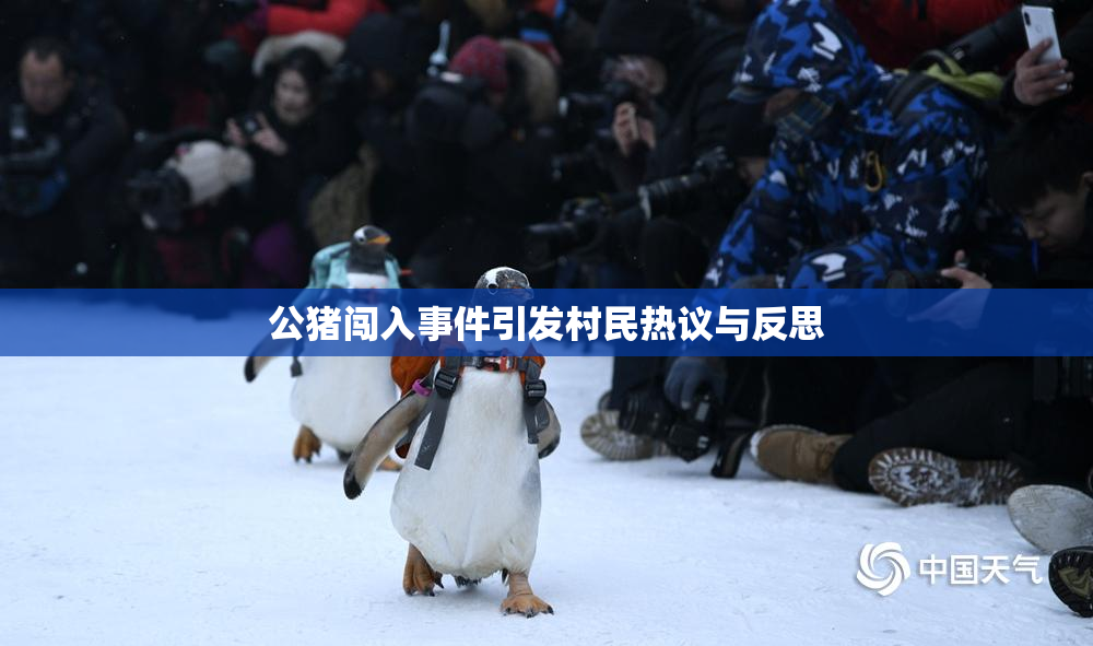 公猪闯入事件引发村民热议与反思