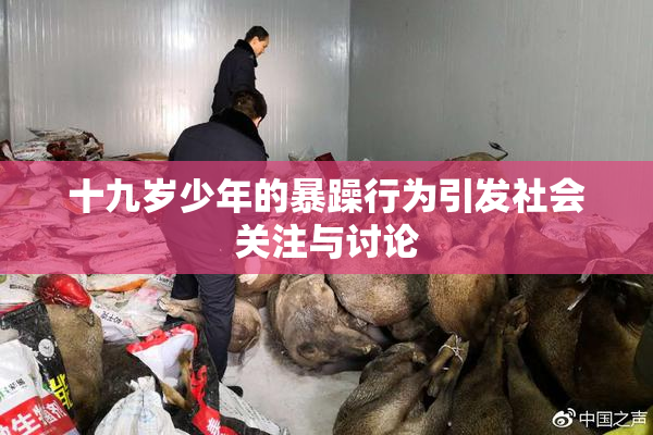 十九岁少年的暴躁行为引发社会关注与讨论