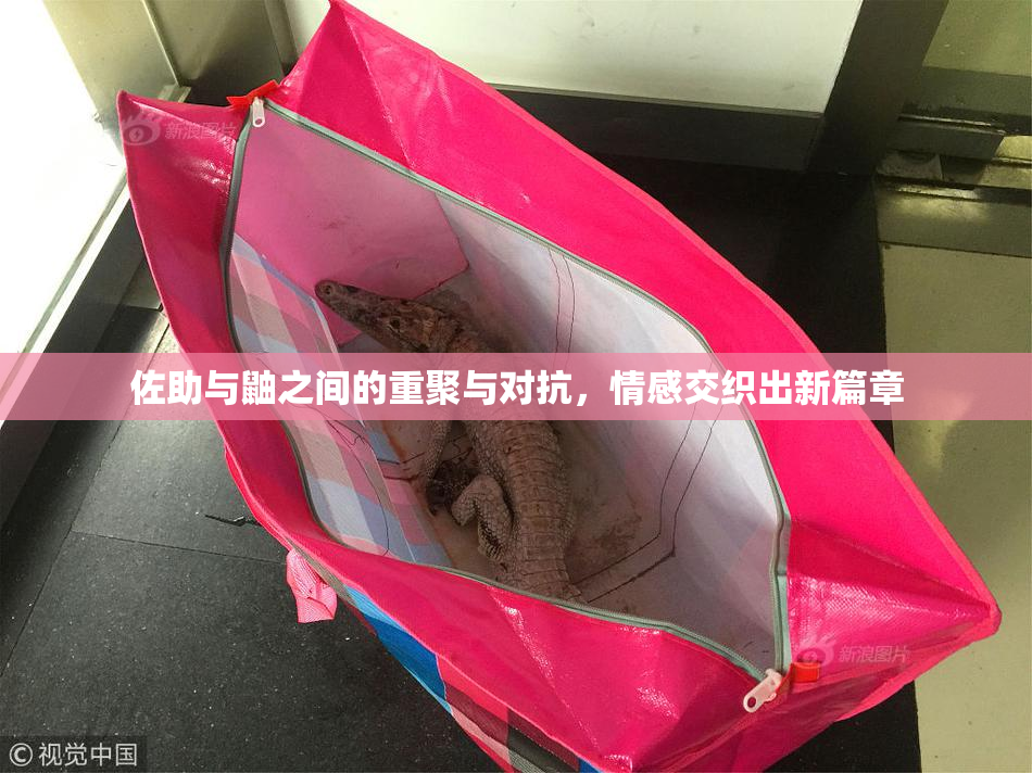 佐助与鼬之间的重聚与对抗，情感交织出新篇章