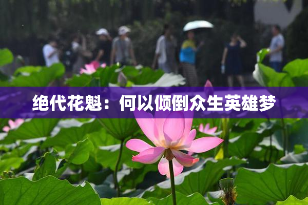 绝代花魁：何以倾倒众生英雄梦