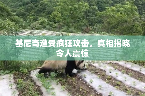 基尼奇遭受疯狂攻击，真相揭晓令人震惊