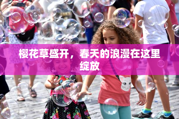 樱花草盛开，春天的浪漫在这里绽放