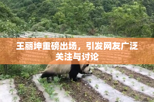 王丽坤重磅出场，引发网友广泛关注与讨论